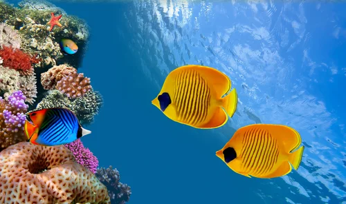 подводный мир, кораллы, рыбы, риф, море, океан, голубые, жёлтые
