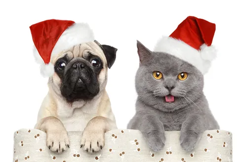 собака, кот, животные, шапка, новый год, праздник, красные, серые